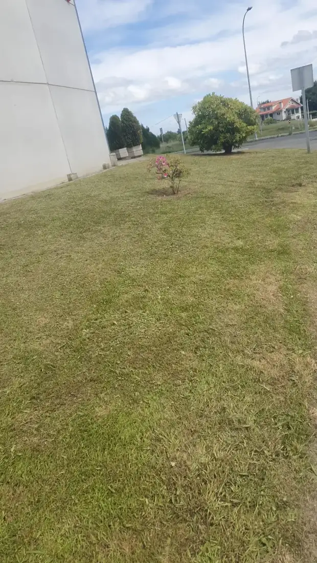 Desbroce de finca en San Cibrao das Viñas
