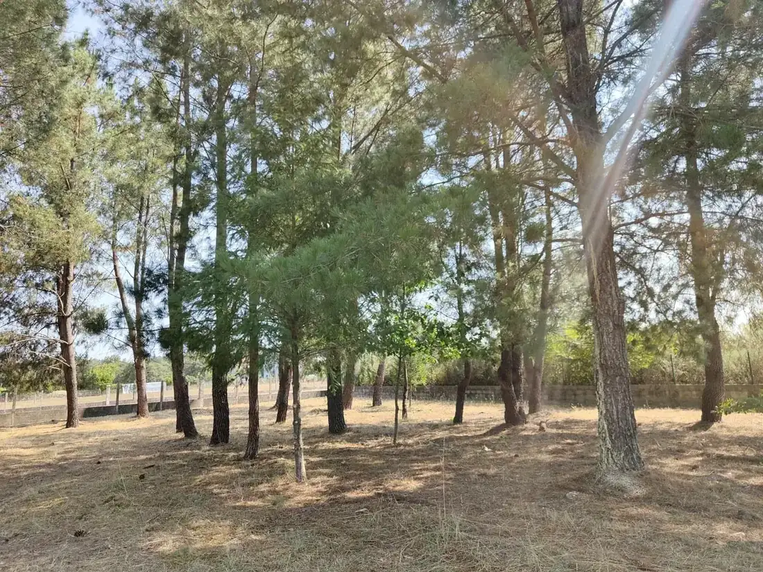 Desbroce de finca en A Pobra de Trives