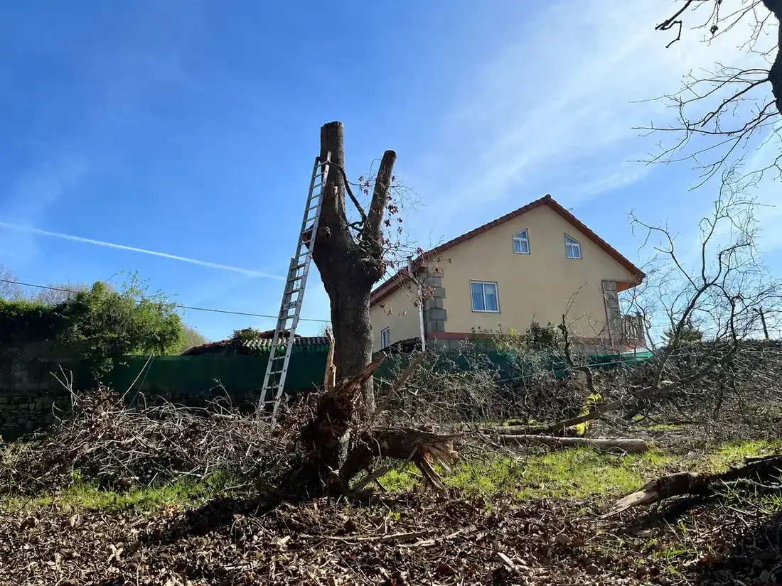 Poda profesional de árbol en Paderne de Allariz, Ourense