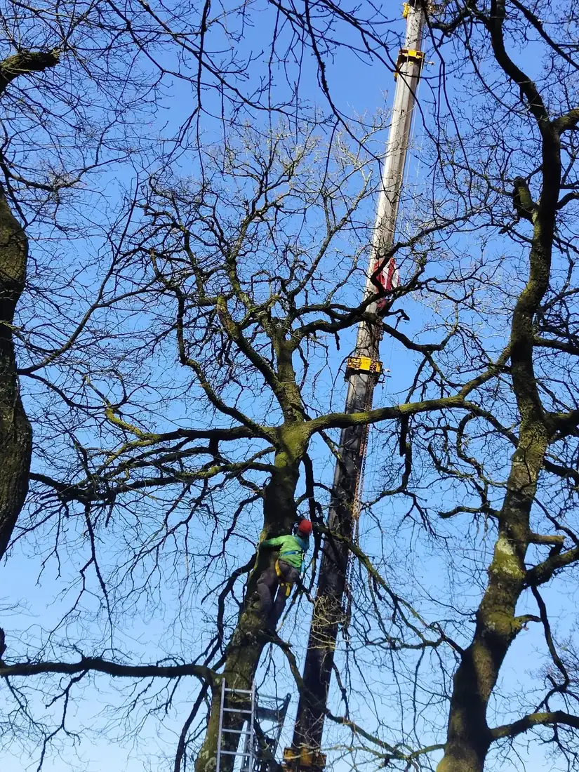Poda en altura de árbol peligroso en Allariz, Ourense