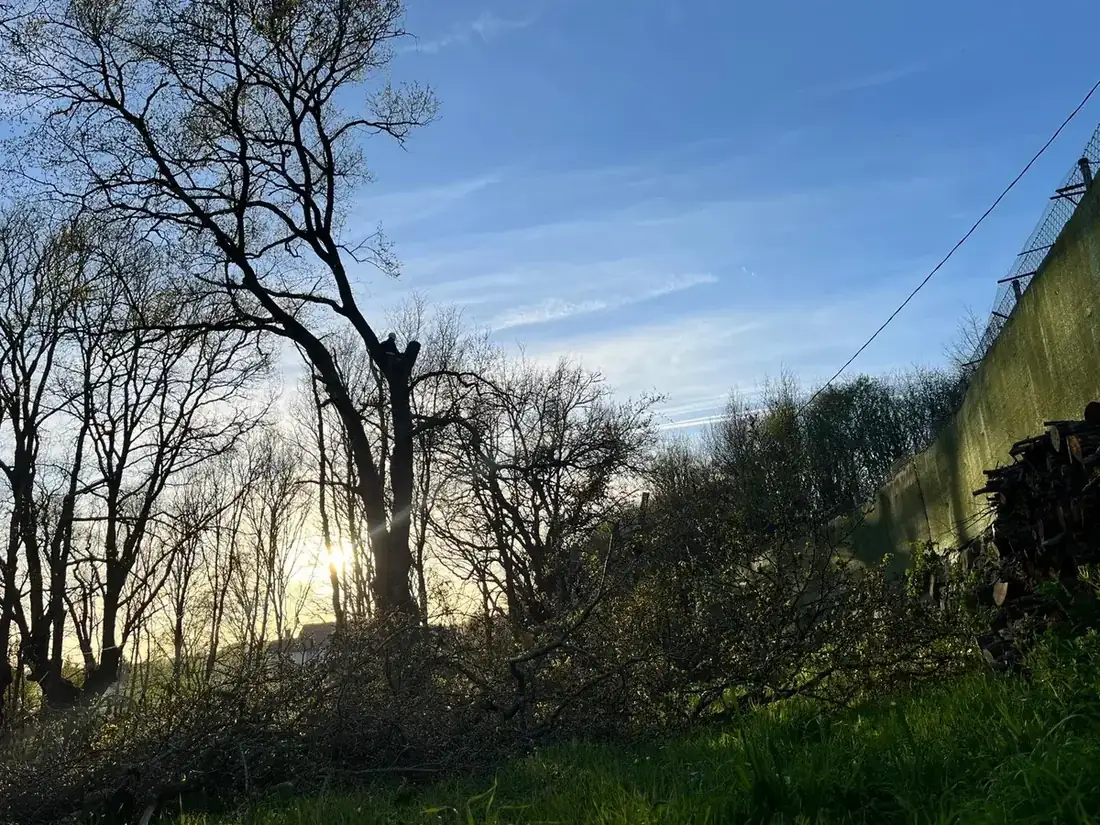 Poda de seguridad de árbol en zona rural de Piñor, Ourense