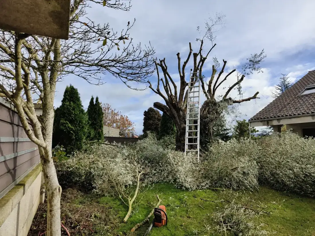 Poda de árbol junto a vivienda rural en Taboadela, Ourense