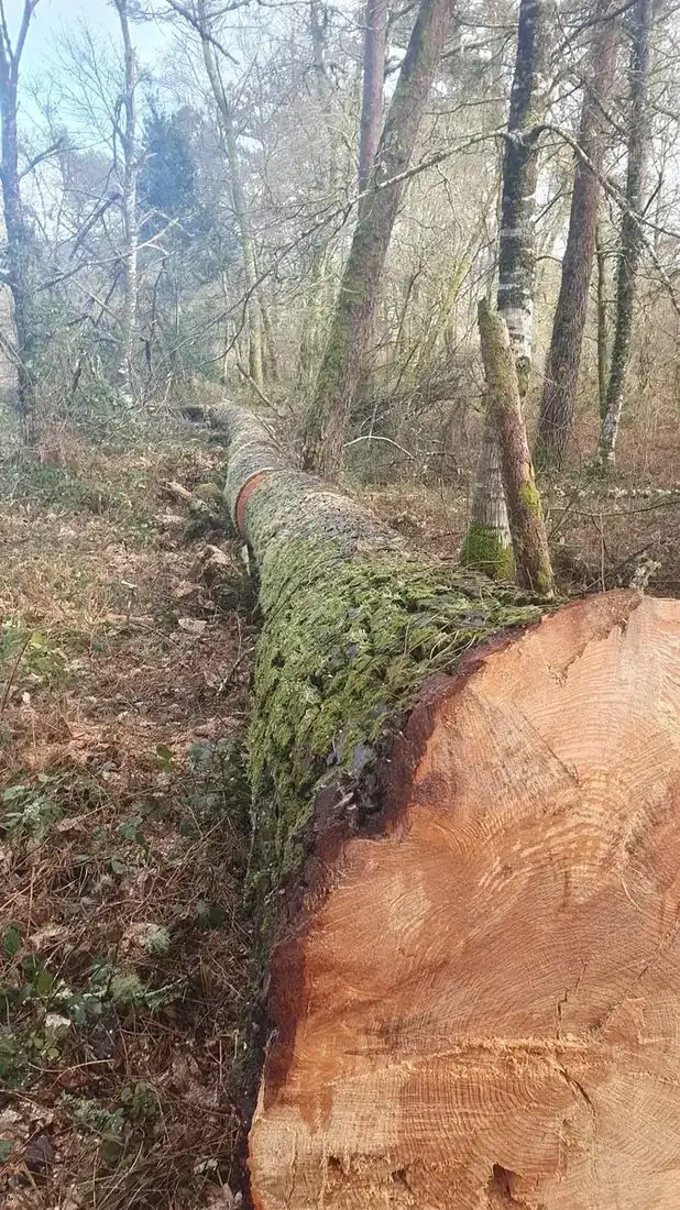 Tala controlada de árboles en Ourense