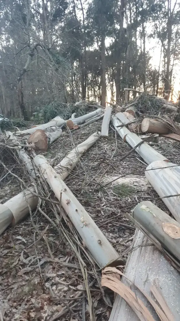Tala controlada de árbol en finca de A Peroxa, Ourense