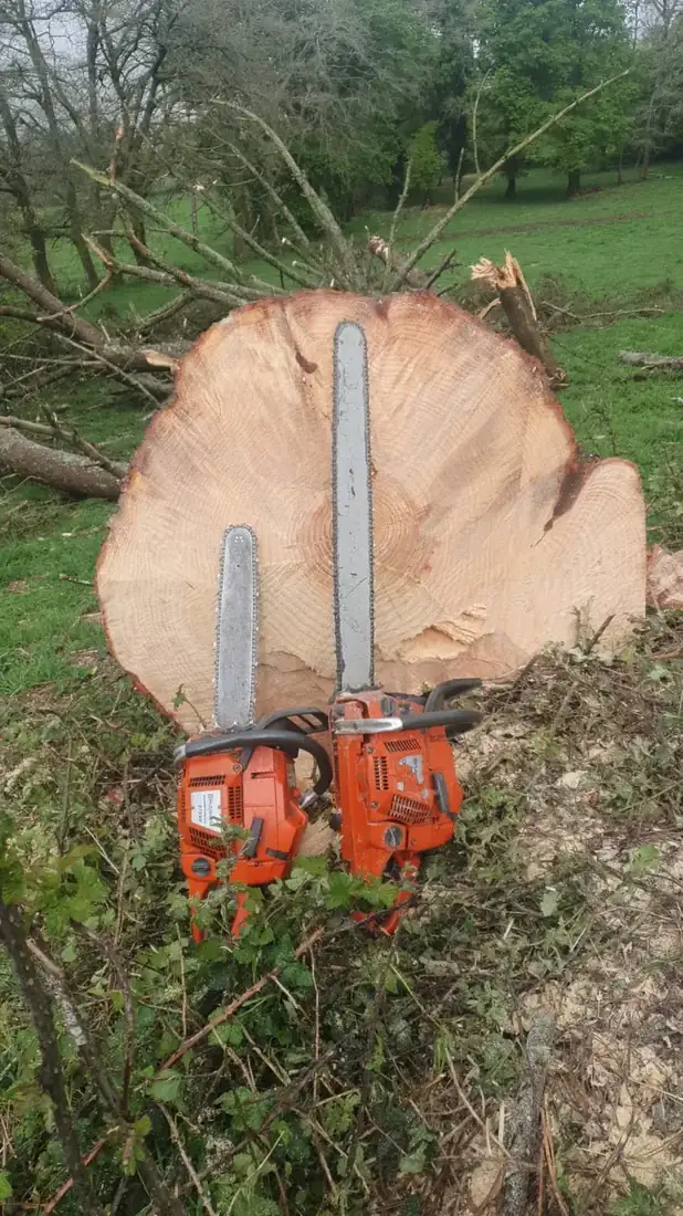 Tala de árbol en terreno forestal de Esgos, Ourense