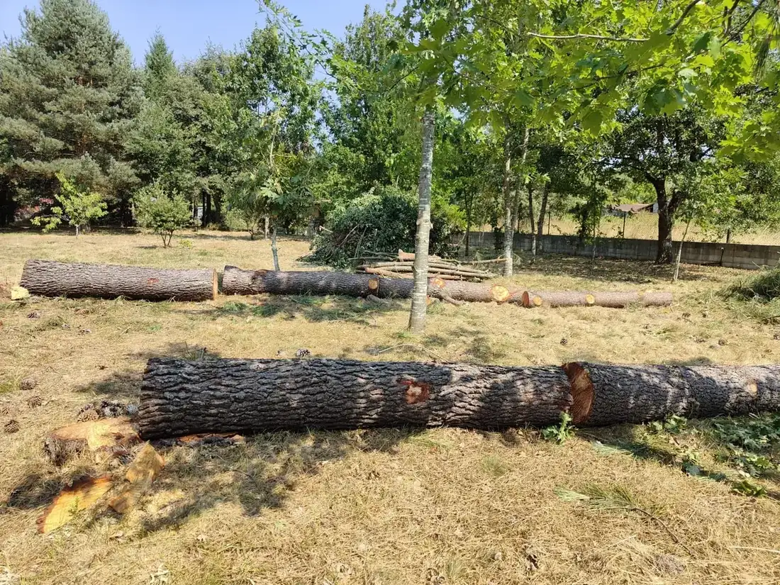 Tala y retirada de árbol peligroso en Vilamarín, Ourense