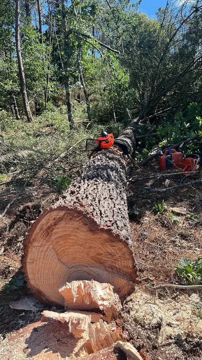 Tala controlada de árbol peligroso en Barbadás cerca de Ourense