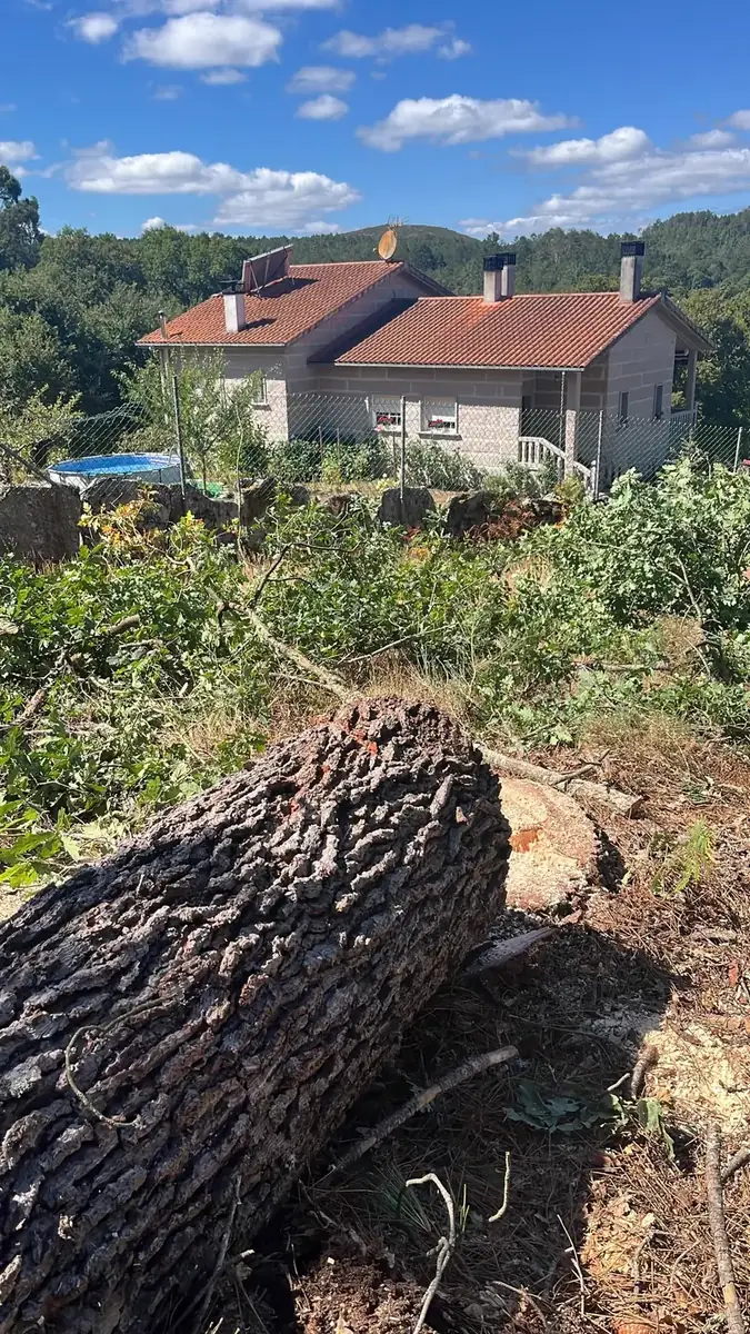 Tala y trozado de árboles peligrosos en O Carballiño, Ourense