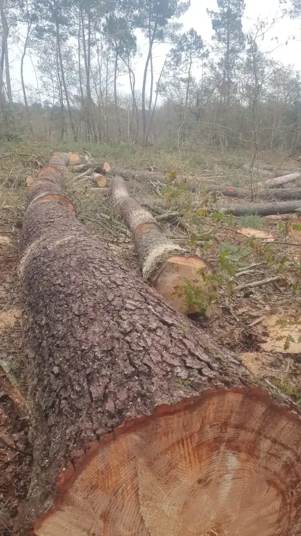 Tala controlada de árbol peligroso en Xinzo de Limia, Ourense