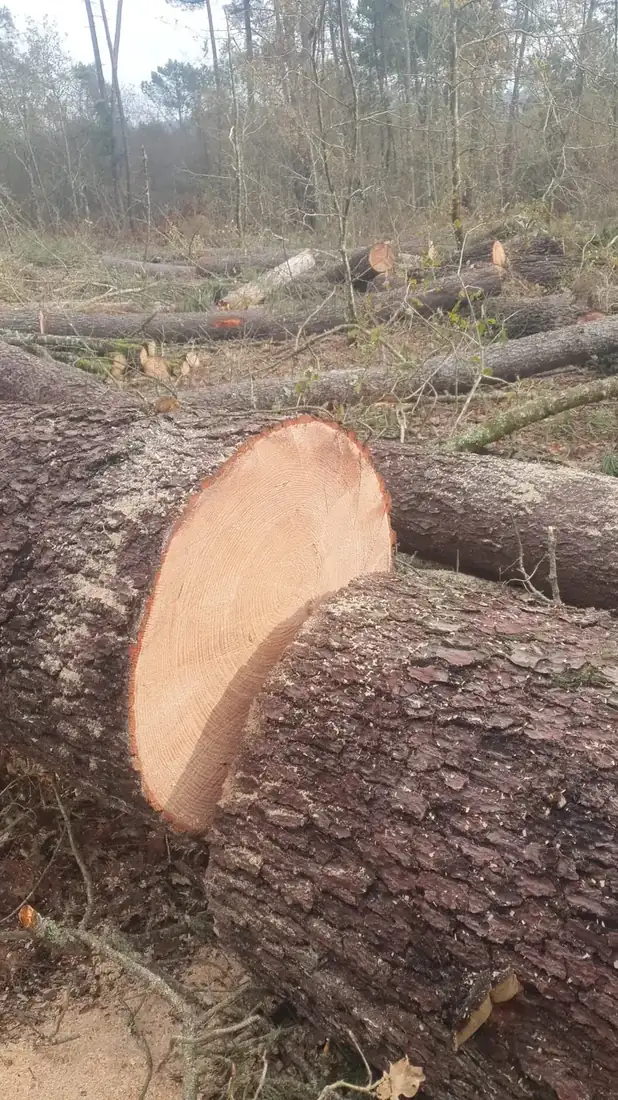 Tala controlada de árbol en zona rural de Coles, Ourense