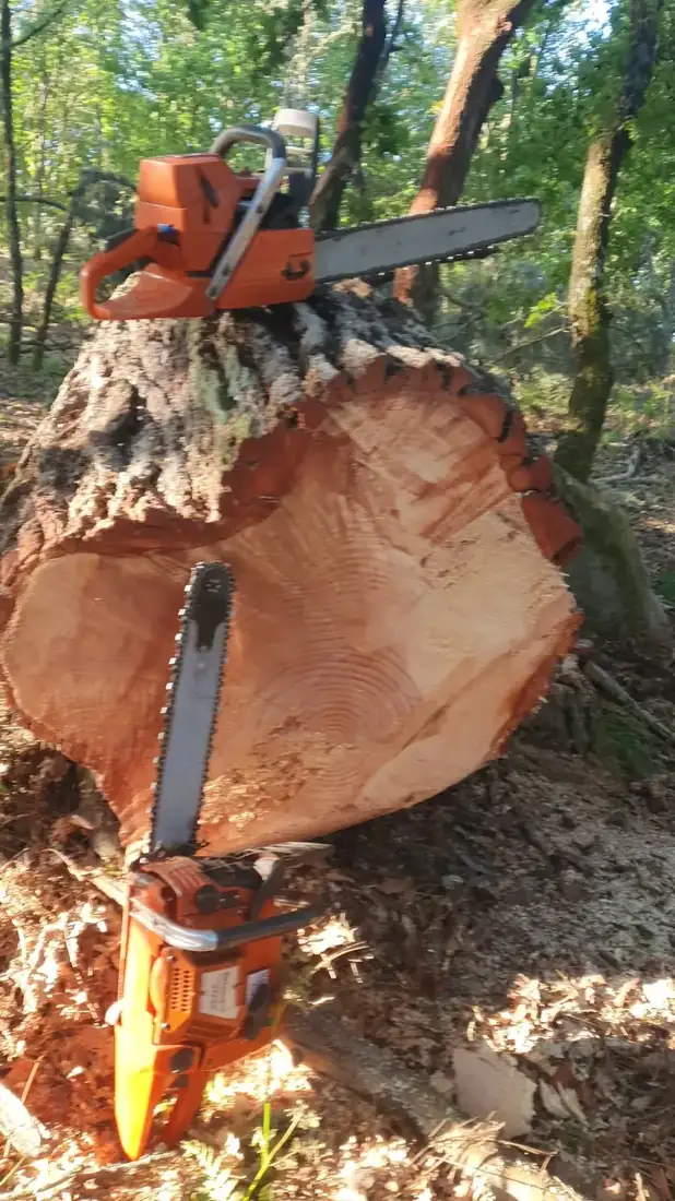 Tala y desramado de árbol peligroso en Maside, Ourense