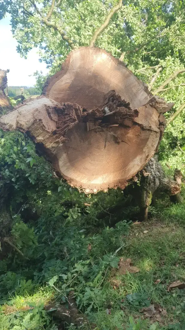 Tala de árbol grande en zona forestal de San Cristovo de Cea
