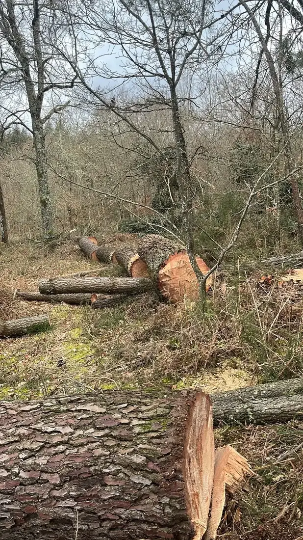 Tala controlada de árbol grande en Verín, Ourense